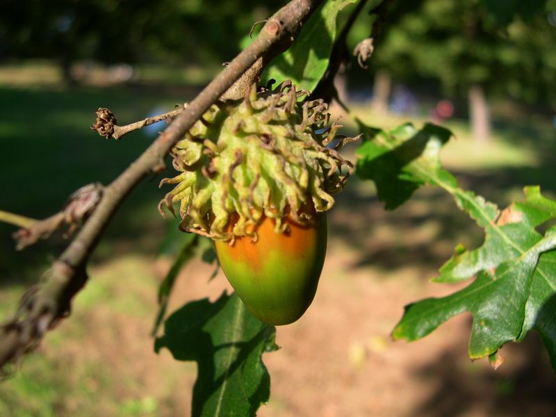 Quercus cerris / Cerro